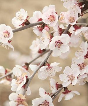 Prunus incisa Kojo-no-mai