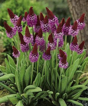 Red Hot Poker Primula - Primula vialii