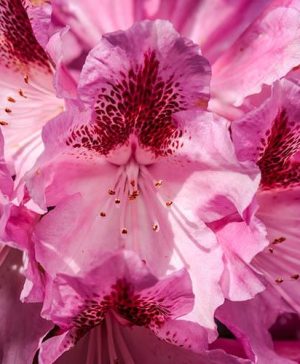 Rhododendron Cosmopolitan