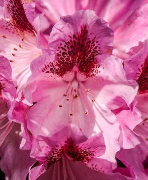 Rhododendron Cosmopolitan (Pink)