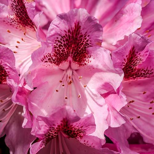 Rhododendron Cosmopolitan