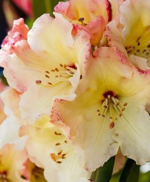 Rhododendron Horizon Monarch (yellow)