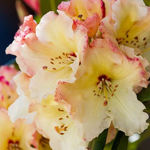 Rhododendron Horizon Monarch (yellow)