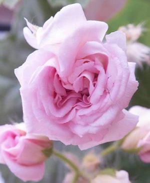 Rosebud Geranium Sybil Pink