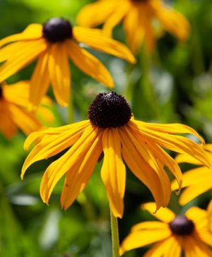 Rudbeckia Goldsturm