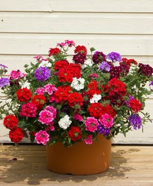 Samira Verbena Trailing Collection