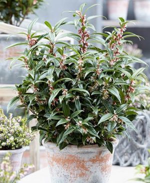 Sarcococca hookeriana Winter Gem