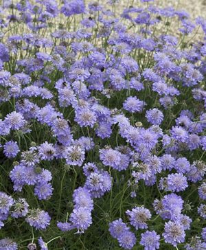 Scabious Misty Butterflies 9cm
