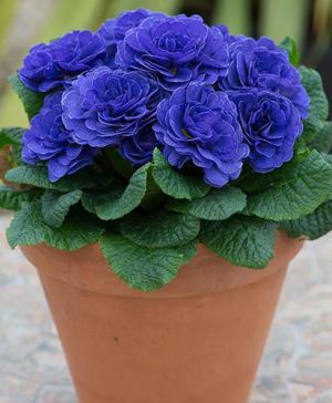 Scented Hardy Primula Prima Belarina (R) Blue Champion 3 Jumbo Plug Plants