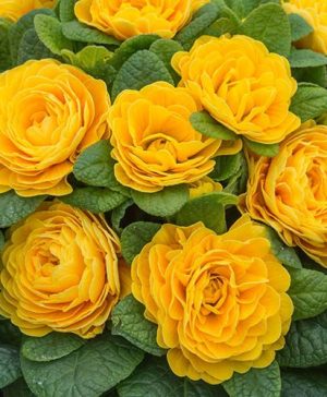 Scented Hardy Primula Prima Belarina (R) Goldie 3 Jumbo Plug Plants