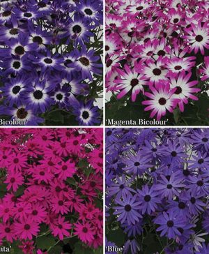 Senetti Early Colour Collection