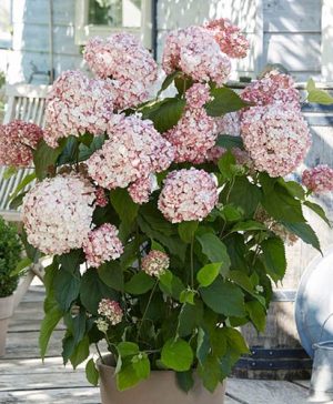 Sevenbark Hydrangea arborescens Candybelle Bubblegum