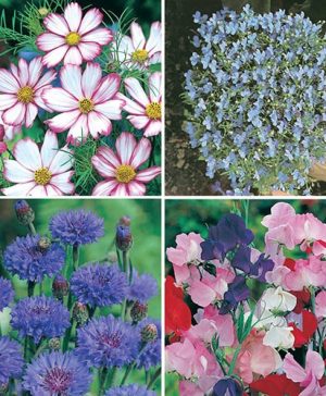 Shades of Pink and Purple Seed Collection