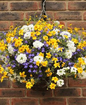 Sherbet Lemon Pre-Planted Basket