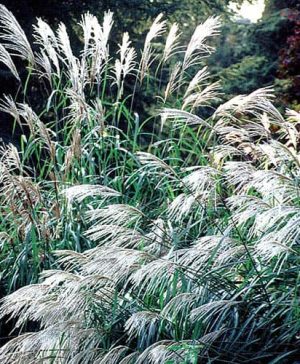 Silver Grass Miscanthus Sinensis Seeds