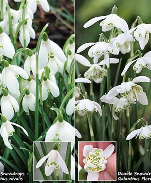 Single & Double Snowdrops In The Green Twinpack