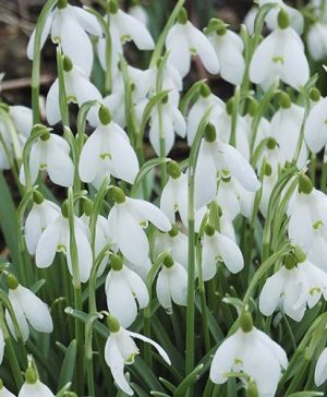 Single-Flowered Snowdrops In The Green