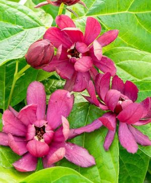 Sinocalycanthus Hartlage Wine