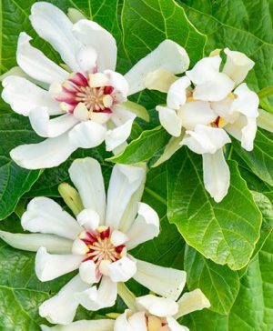 Sinocalycanthus Venus Carolina Allspice