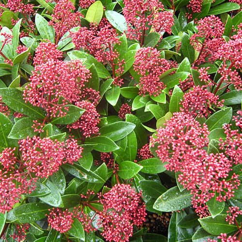 Skimmia japonica Rubella