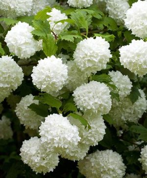 Snowball Tree Viburnum opulus Roseum
