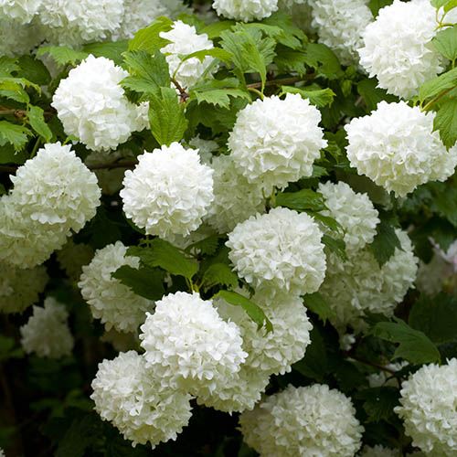 Snowball Tree Viburnum opulus Roseum