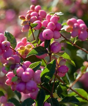 Snowberry Symphoricarpos Magical Candy
