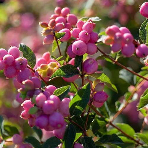 Snowberry Symphoricarpos Magical Candy