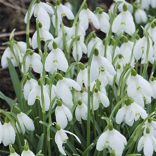 Snowdrops In the Green 100 Bulbs