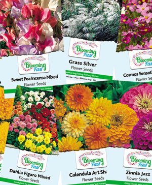 Spring Seed Bundle