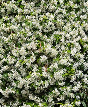 Star Jasmine Trachelospermum jasminoides