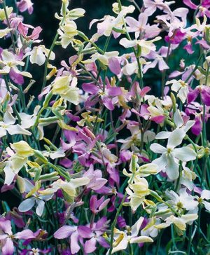 Stock Night-Scented Starlight Scentsation Seeds