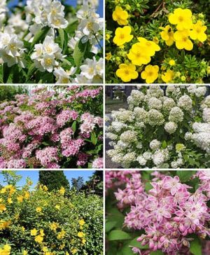 Summer Flowering Hardy Shrub collection