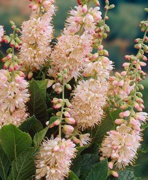 Summersweet Clethra alnifolia Pink Spire