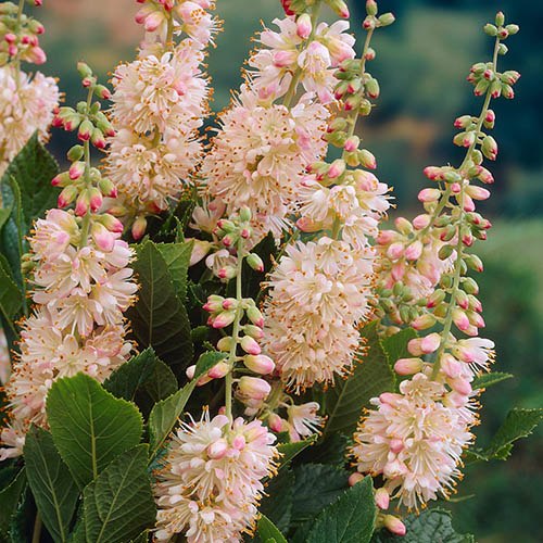 Summersweet Clethra alnifolia Pink Spire