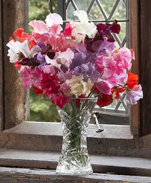 Super Fragrant Sweet Pea Collection