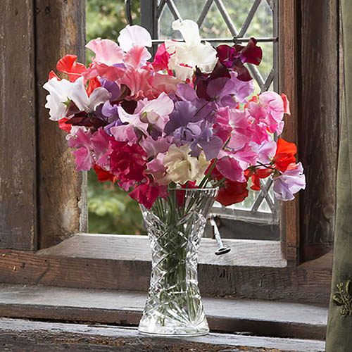 Super Fragrant Sweet Pea Collection
