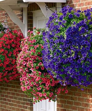 Surfinia Petunia Collection