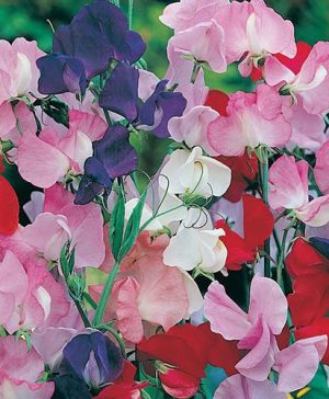 Sweet Pea Galaxy Seeds