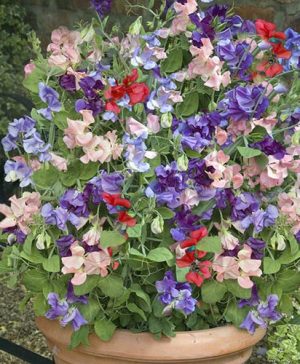 Sweet Pea Patio Perfect Collection