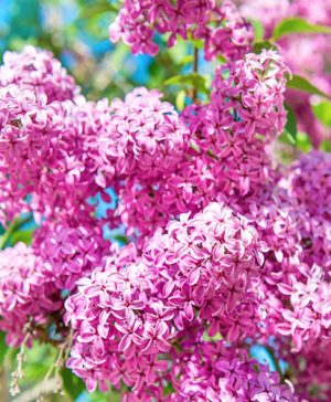 Syringa Bloomerang Pink Perfume 9cm