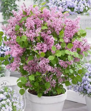 Syringa Flowerfesta Pink