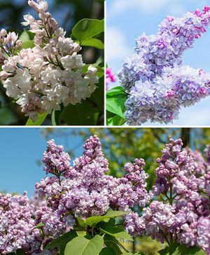 Syringa vulgaris collection