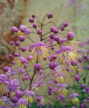 Thalictrum rochebrunianum Meadow Rue