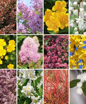 The Ultimate Winter Hardy Shrub Collection