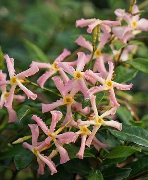 Trachelospermum asiaticum Pink Showers