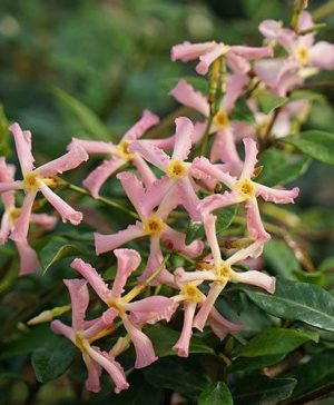 Trachelospermum asiaticum Star Jasmine Pink