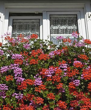 Trailing Balcony Geranium Decora Collection