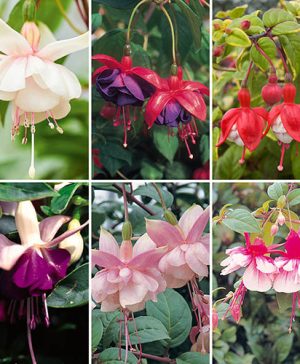Trailing Fuchsia Collection