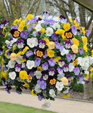 Trailing Hardy Pansy Cool Wave Mix